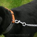 Dog Collars & Leads