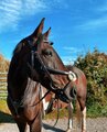 Cameo Core Collection Grackle Bridle