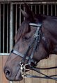 Celtic Equine Double Bridle & Reins