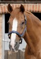 Premier Equine Plain Padded Head Collar