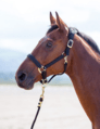 Shires Topaz Nylon Headcollar