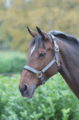 Shires Topaz Nylon Headcollar
