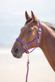 Shires Topaz Nylon Headcollar