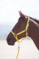 Shires Topaz Nylon Headcollar