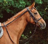Equisential Anti-Grazing Reins