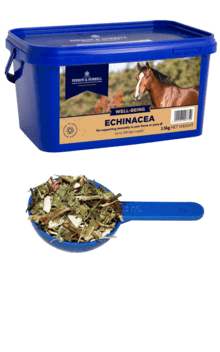 Echinacea séchées Dhons &Horrell