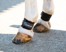 Shires Arma Pastern Wraps