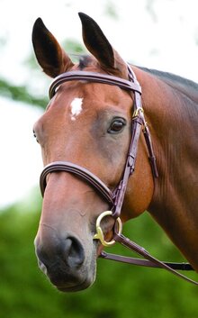 Shires Fairford Bridle