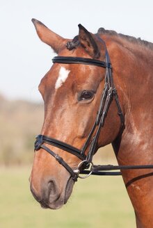 Shires Argenta Patent Flash Bridle