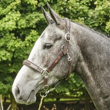 Whitaker Chicago Perforated Leather Headcollar