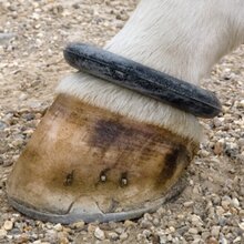 Shires Fetlock Ring