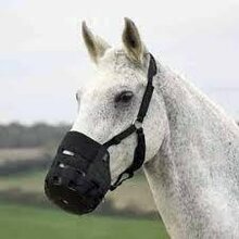 Shires Comfort Grazing Muzzle