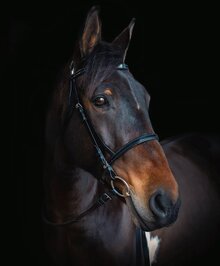 Cameo Core Collection Biothane Bridle (With Race Reins)