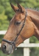 Drop Noseband