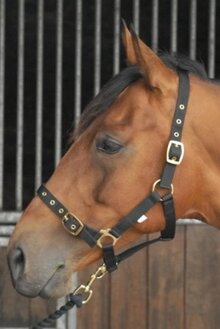 Celtic Equine Nylon Headcollar