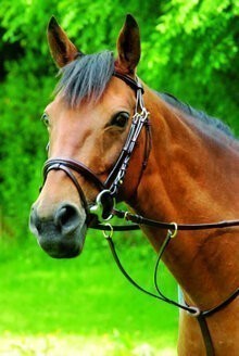 Celtic Equine Running Martingale - Classic Leather