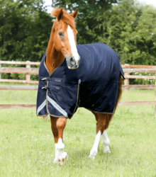 Premier Equine Titan 100G Original Turnout Rug