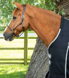 Premier Equine Lucanta Demi 100G Stable Rug