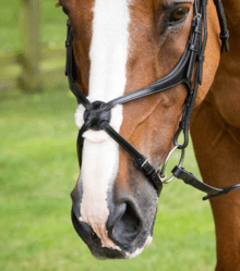 Premier Equine Glorioso Mexican Grackle Noseband