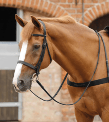 Premier Equine Salvatore Rubber & Leather Grip Reins