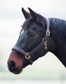 Shires Blenheim Voyage en cuir Licol