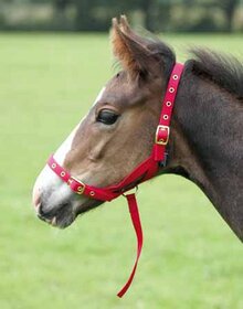 Shires Foal Slip