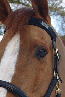 Premier Equine Magni-Teque Browband