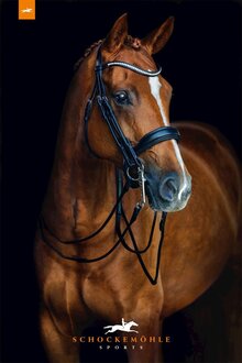 Schockemohle Venice Bridle