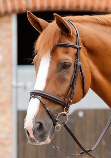 Premier Equine Delizioso Snaffle Bridle W/ Flash