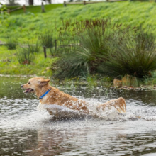 Rogz Amphibian Classic Collar