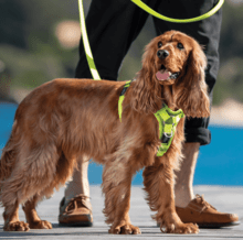 Rogz Utility Control Harness