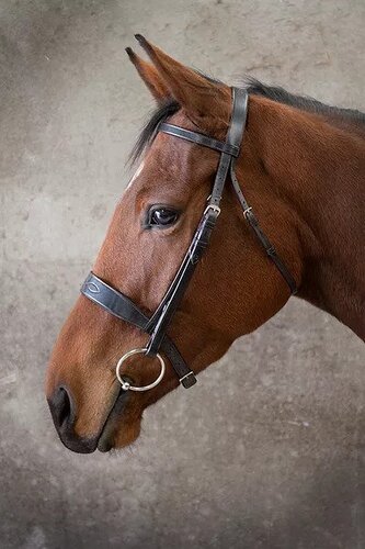 EcoRider Show Bridle