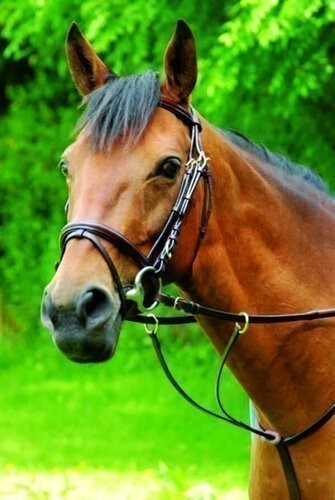 Celtic Equine Running Martingale - Brass Fittings