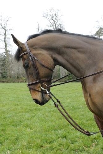 Celtic Equine Bungee Martingale