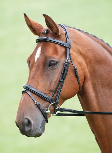 Shires Salisbury Bodenham Bridle