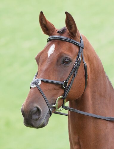 Shires Brackley Bridle