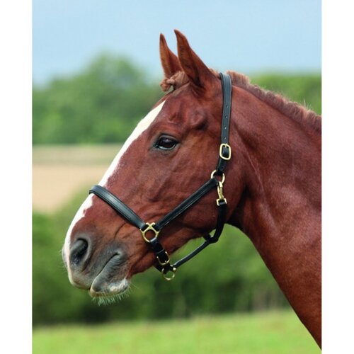 Shires GARA Ragley Lined Leather Headcollar