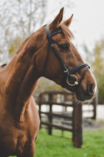 Equisential Leather Bridle And Reins