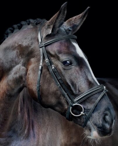 Schockemohle Neo Line Mannheim Bridle