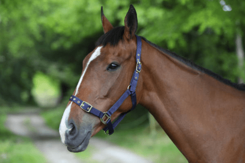 Licol Celtic Equine - Noir
