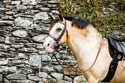 Mackey Classic Hunt Bridle