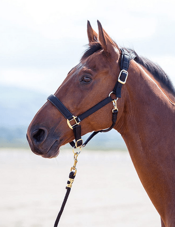 Shires Topaz Nylon Headcollar