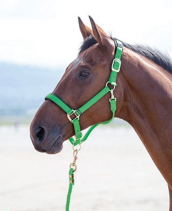 Shires Topaz Nylon Headcollar