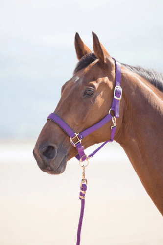 Shires Topaz Nylon Headcollar