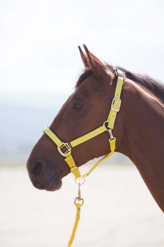 Shires Topaz Nylon Headcollar