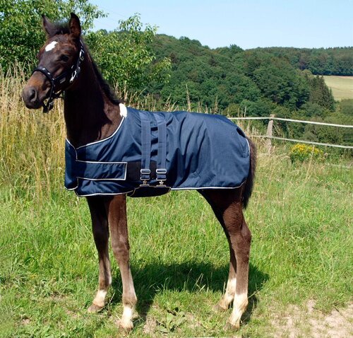 Walhausen Turnout Rug For Foals