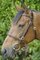 Celtic Equine Inhand Plain Bridle - Full Grain Leather